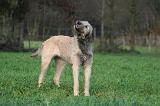 IRISH WOLFHOUND 266